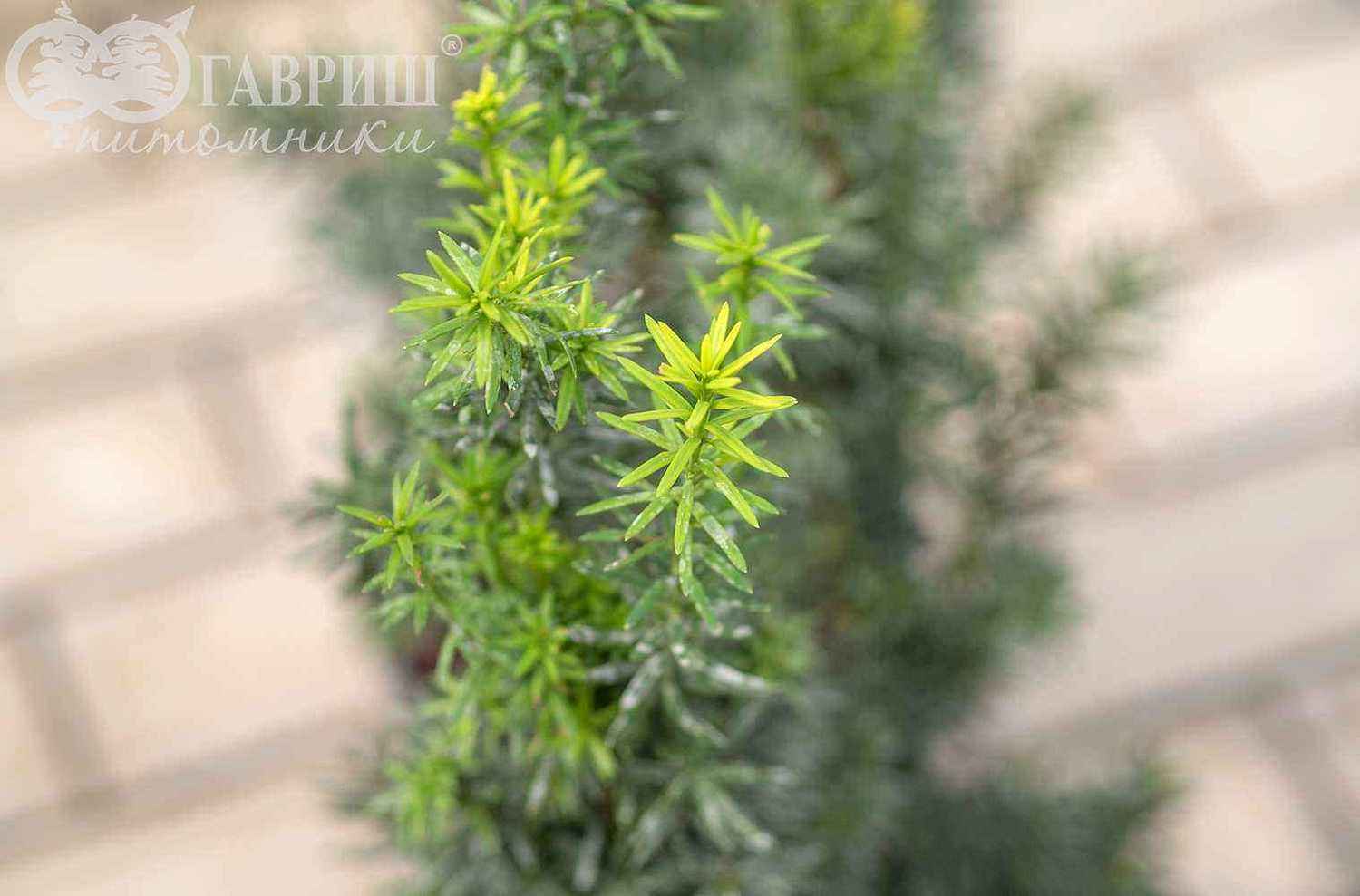 Тис средний Hicksii