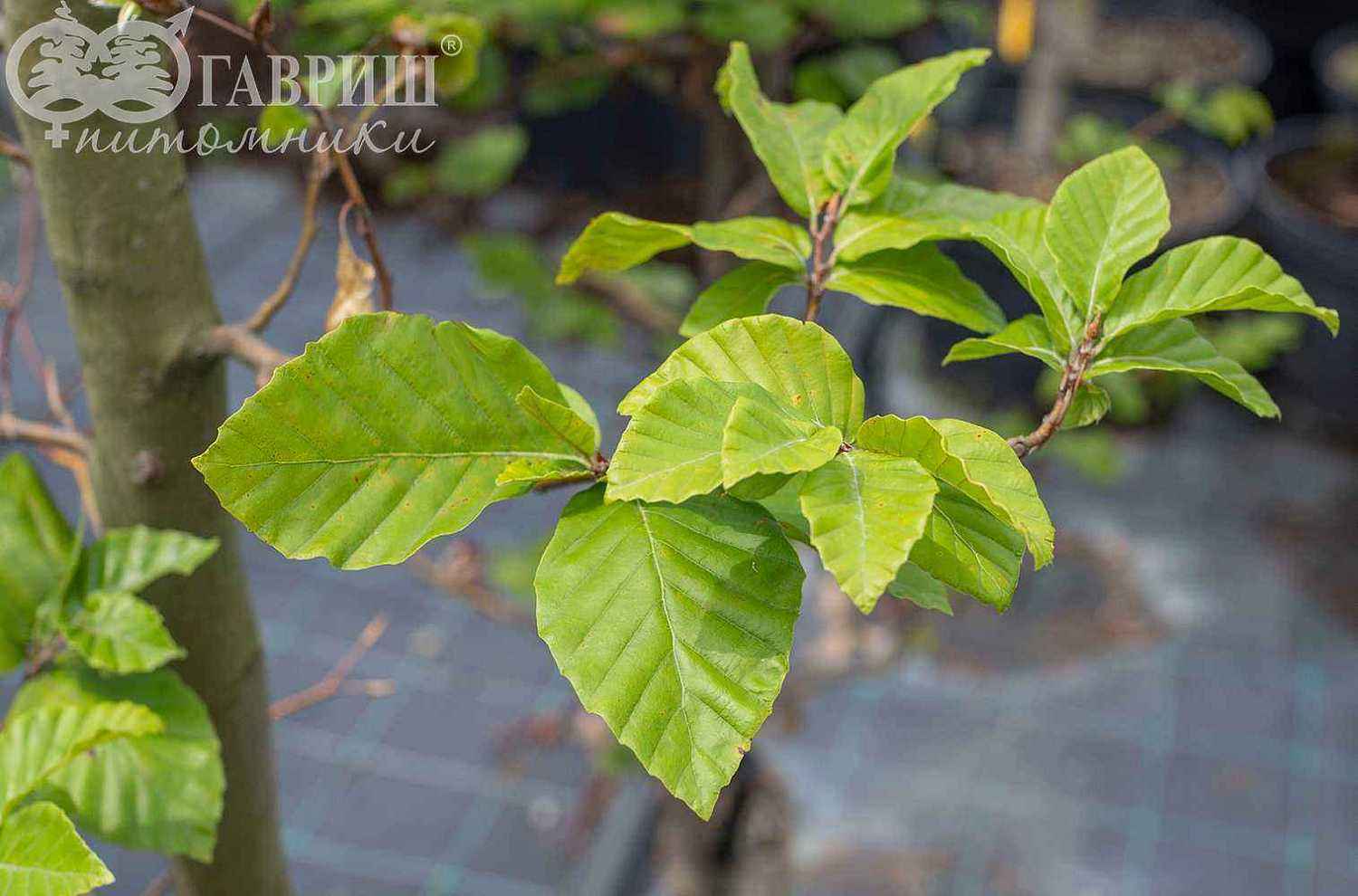 Бук лесной (европейский)