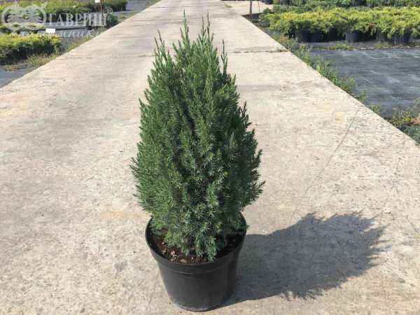 Купить можжевельник китайский stricta деревья и растения