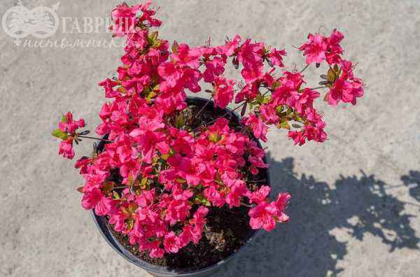 саженцы Азалия японская Rosali
