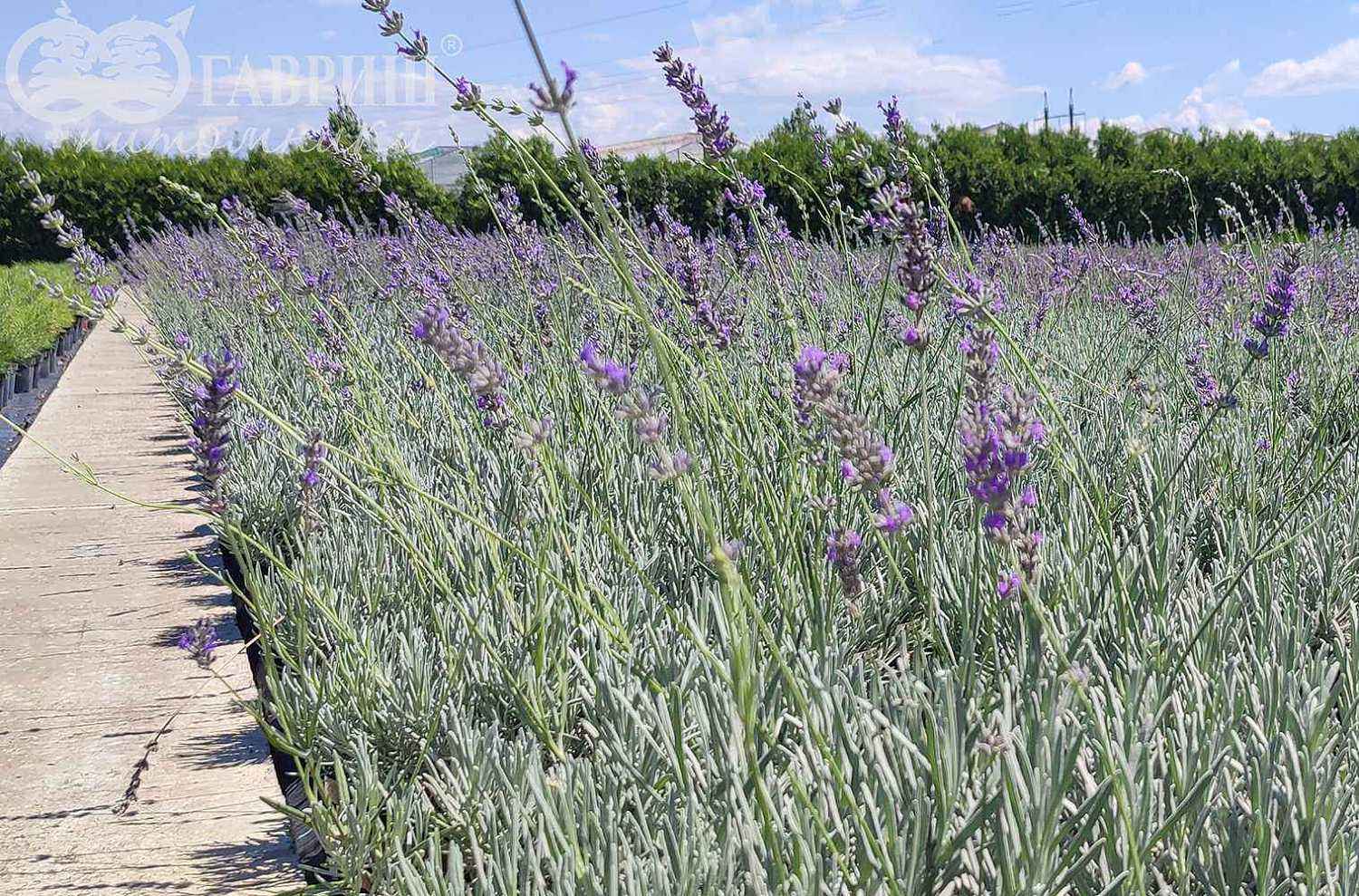 Лаванда широколистная