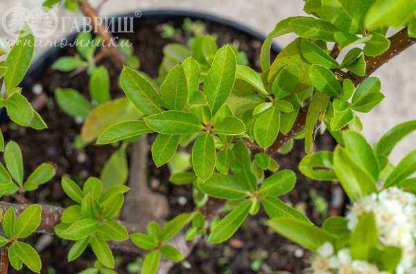 саженцы Пираканта Red Column