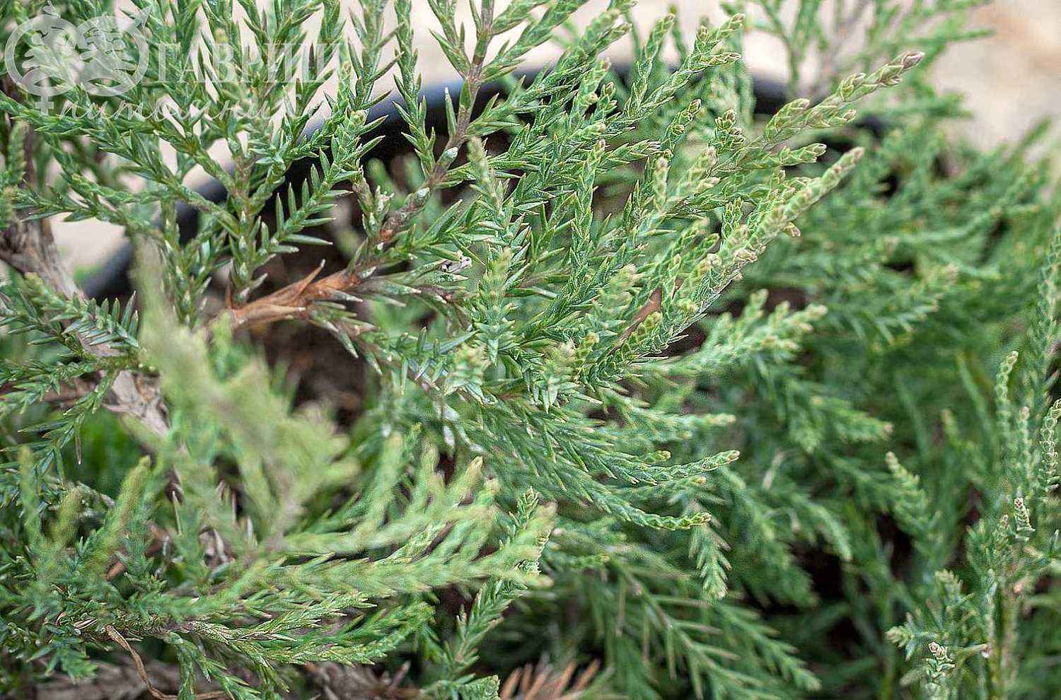 Можжевельник  виргинский Grey Owl