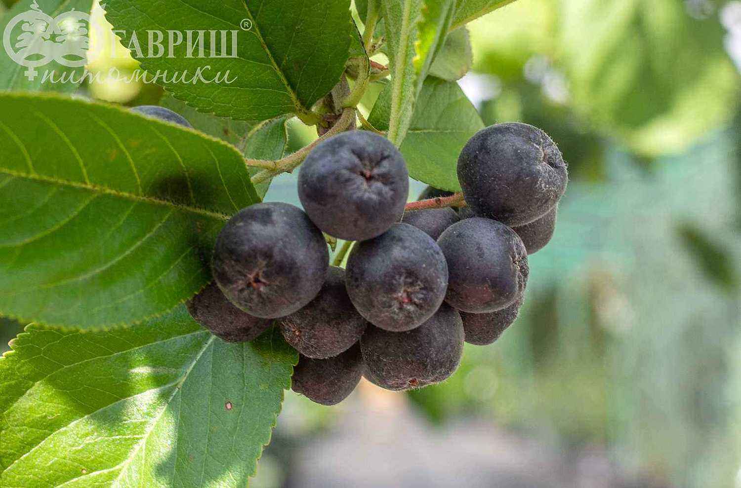 Арония черноплодная или черноплодная рябина