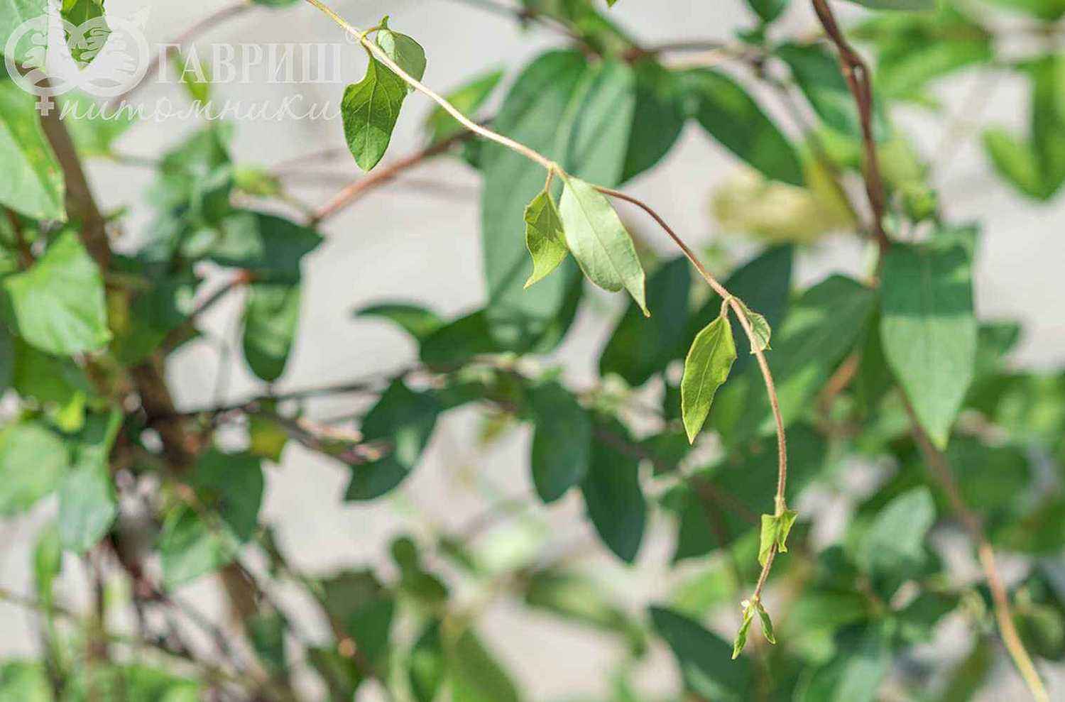 Жимолость японская American Beauty