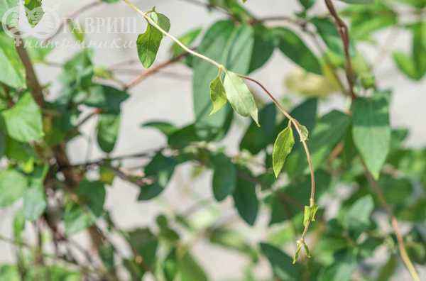 саженцы Жимолость японская American Beauty