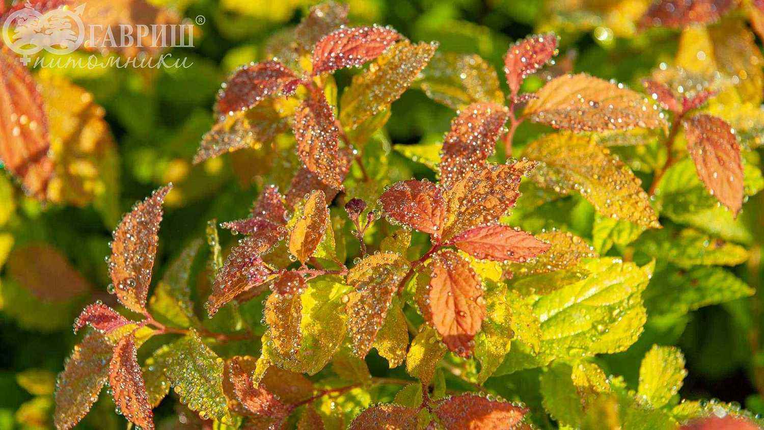 Спирея японская Goldflame