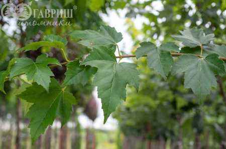 Саженцы клён красный red sunset (franksred)