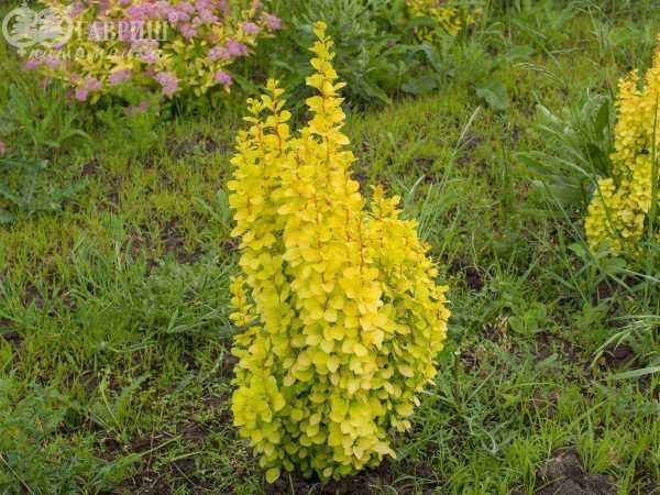 саженцы Барбарис Тунберга Maria