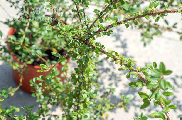 саженцы Кизильник гибридный Skogholm