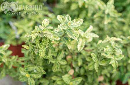 саженцы Бересклет Форчуна Golden Harlequin