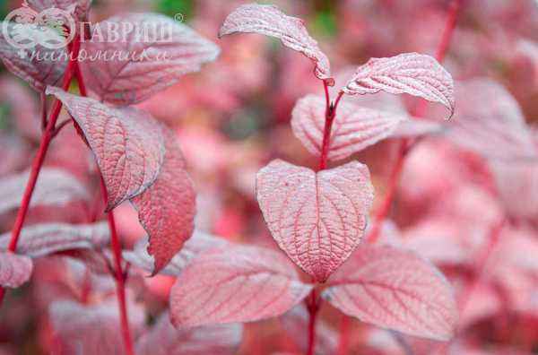 саженцы Дерен белый Kesselringii