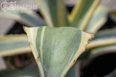 саженцы Агава