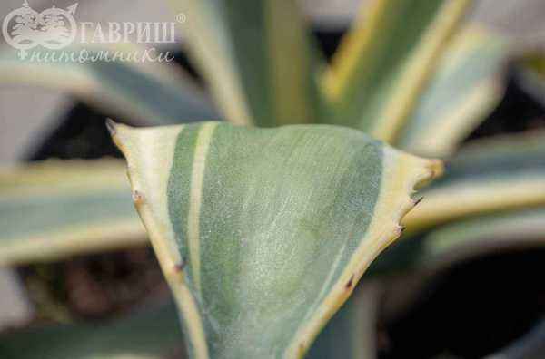 саженцы Агава