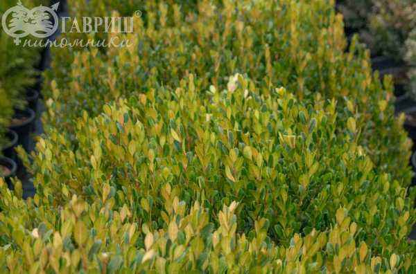 саженцы Самшит мелколистный Faulkner