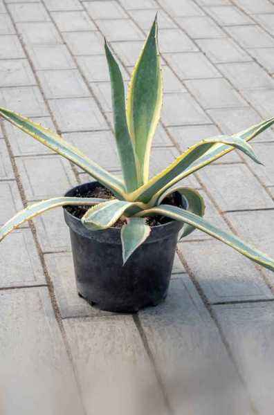 саженцы Агава