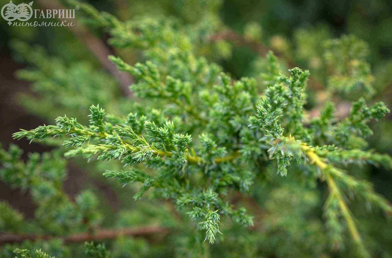 Можжевельник китайский Blue Alps