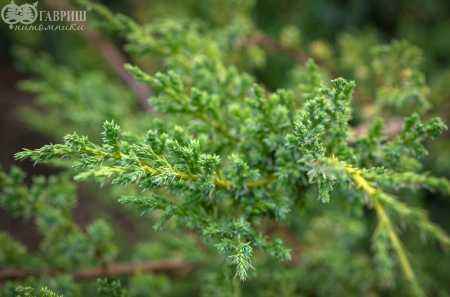 Купить можжевельник китайский blue alps деревья и растения