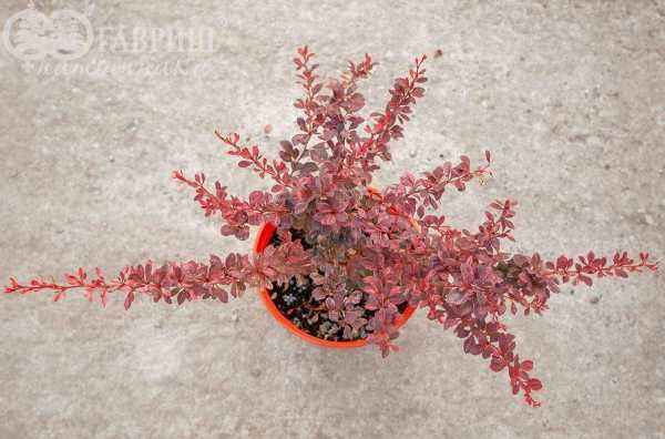 саженцы Барбарис Тунберга Rose Glow