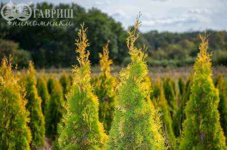 Купить туя западная golden smaragd деревья и растения