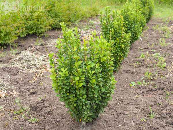 саженцы Барбарис Тунберга Powwow