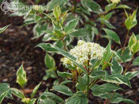 саженцы Дерен белый Sibirica Variegata
