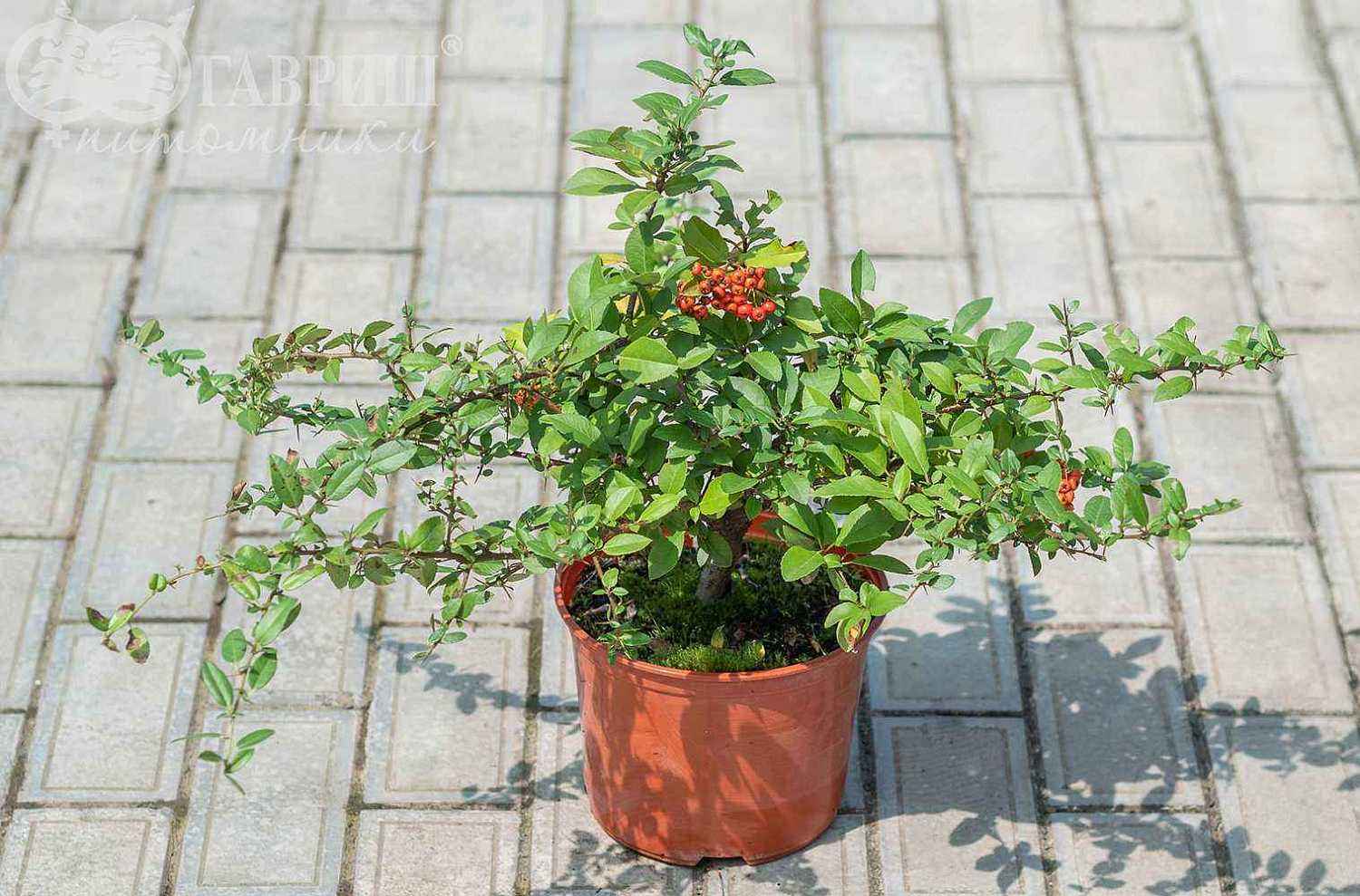 Пираканта Orange Glow