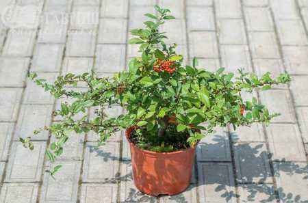 саженцы Пираканта Orange Glow