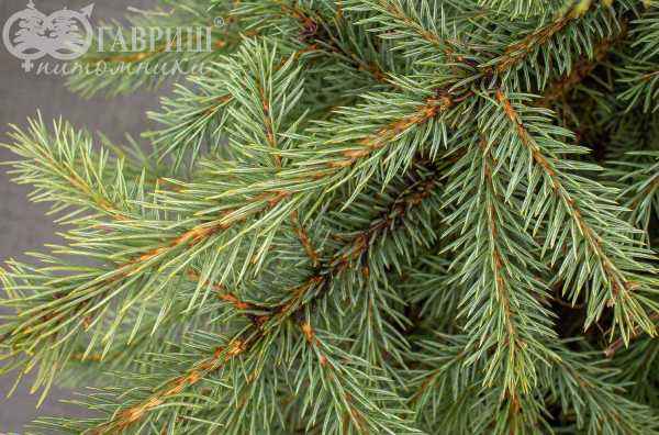 Купить ель колючая glauca деревья и растения