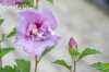 саженцы Гибискус сирийский Lavender Chiffon