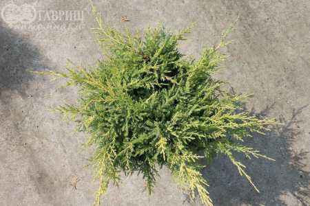 Купить можжевельник средний gold kissen деревья и растения
