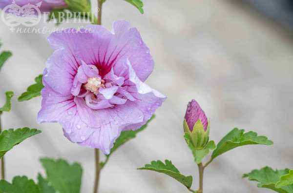 саженцы Гибискус сирийский Lavender Chiffon