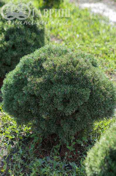 Купить сосна горная benjamin деревья и растения
