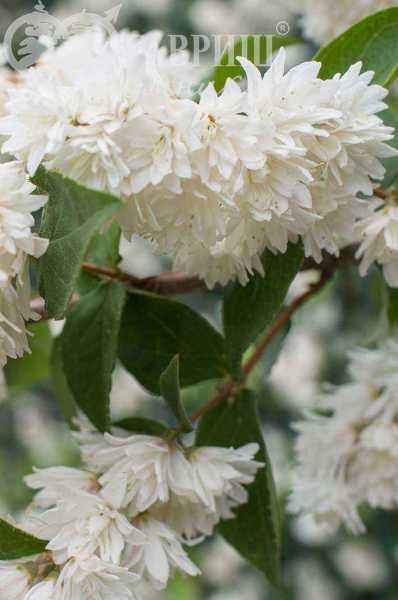 саженцы Дейция шершавая Candidissima