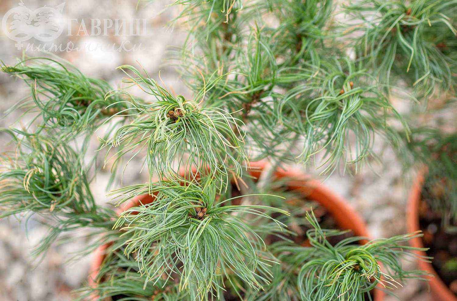 Сосна веймутова Tiny Kurls