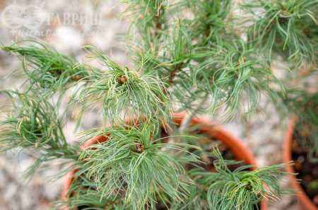 Купить сосна веймутова tiny kurls деревья и растения