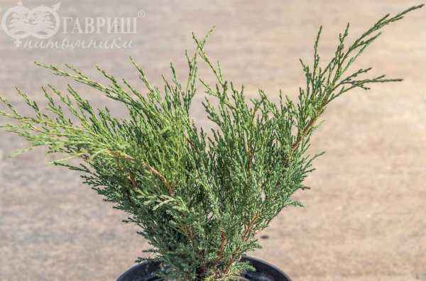 Купить можжевельник казацкий knap hill деревья и растения