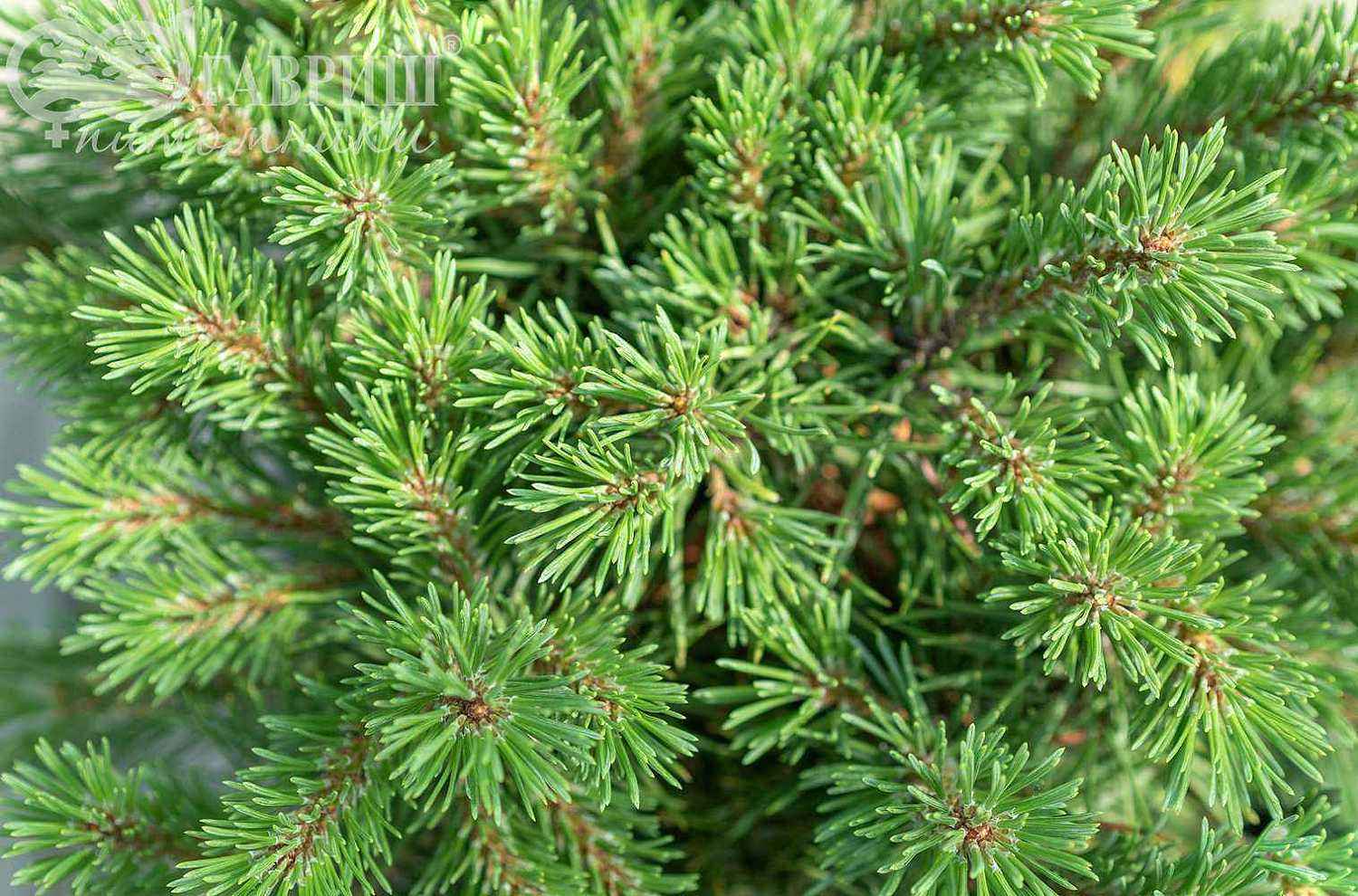 Сосна горная Mops