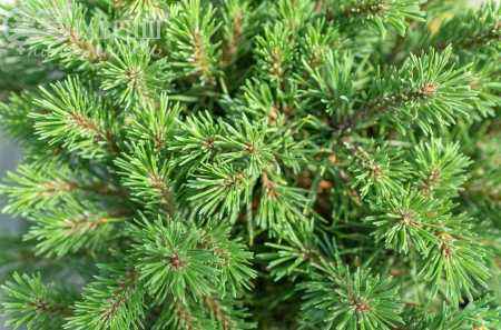 Купить сосна горная mops деревья и растения