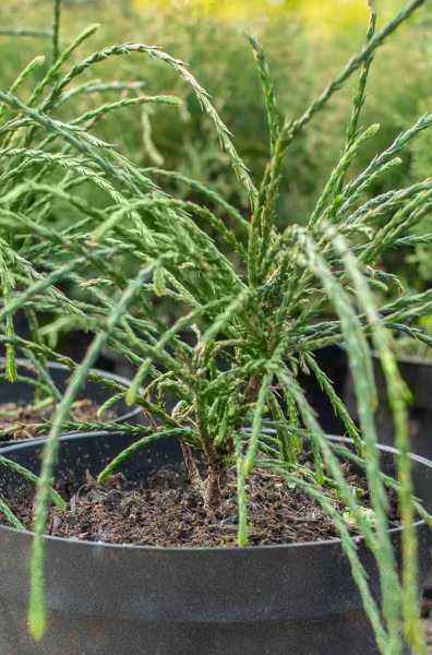 Купить туя складчатая whipcord деревья и растения