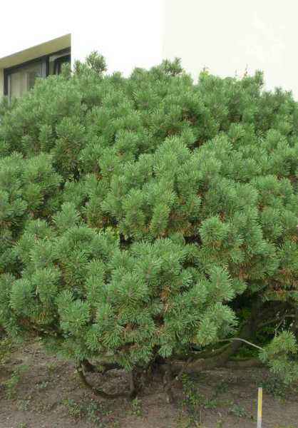 Купить сосна горная mughus деревья и растения