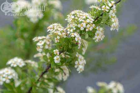 саженцы Спирея ниппонская Snowmound