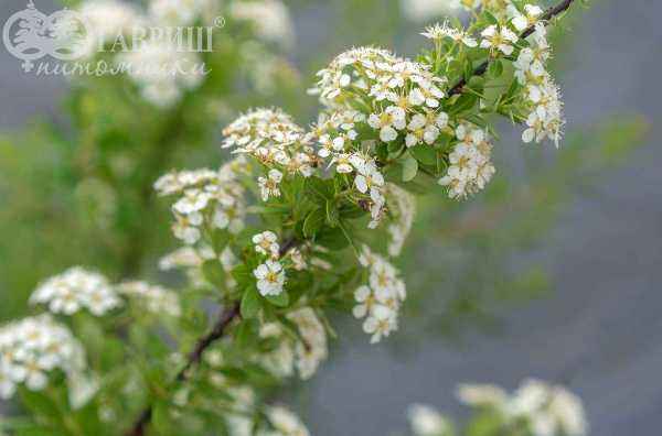саженцы Спирея ниппонская Snowmound