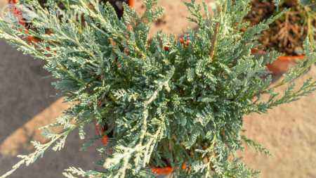 Купить можжевельник скальный wichita blue деревья и растения