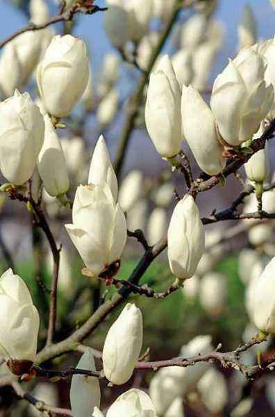 Саженцы магнолия x soulangeana alba superba Саженцы магнолия x soulangeana alba superba