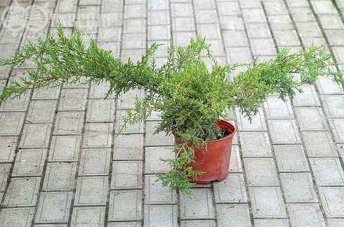 Купить можжевельник средний pfitzeriana glauca деревья и растения