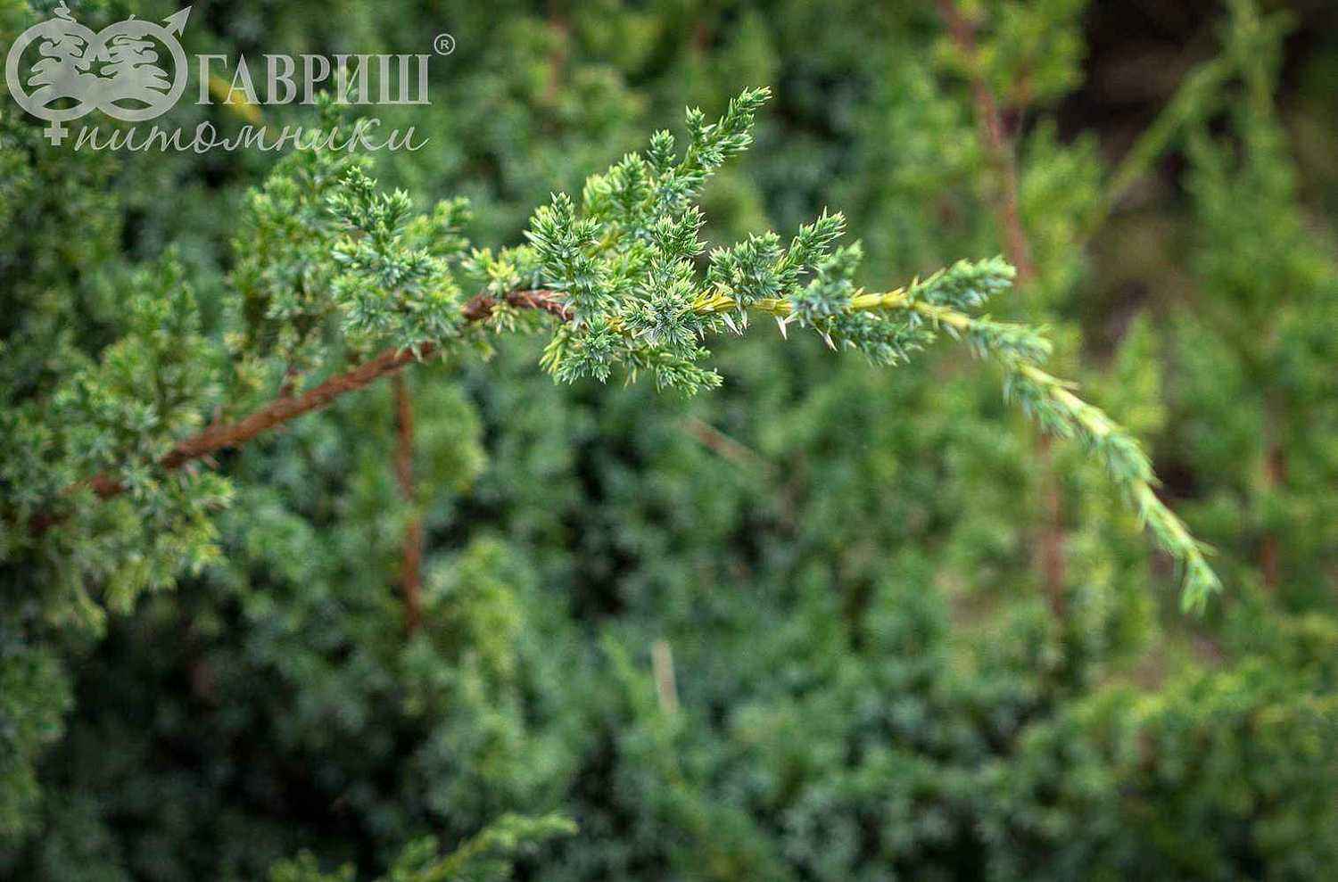 Можжевельник китайский Blue Alps