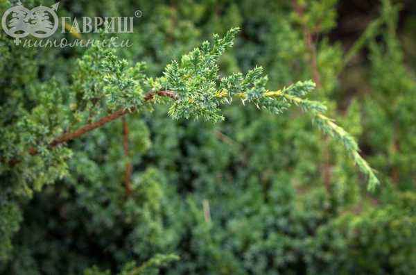 Купить можжевельник китайский blue alps деревья и растения