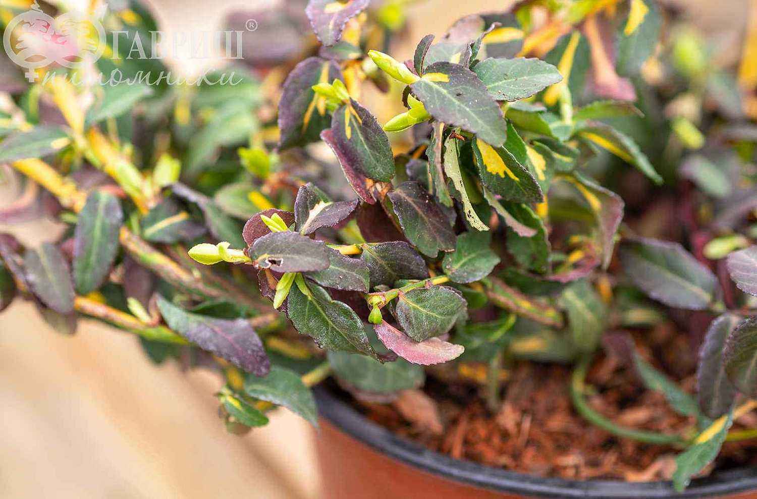 Бересклет Форчуна Interbolwi