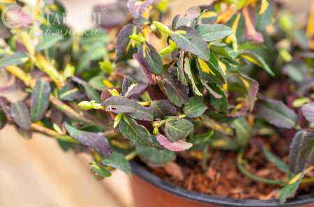 саженцы Бересклет Форчуна Interbolwi